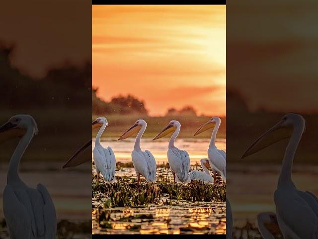 Exploring the Enchanting Biodiversity of the Danube Delta