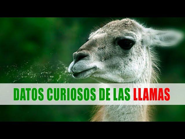 Llama, Guanaco, Vicuña, Alpaca | Datos curiosos de animales