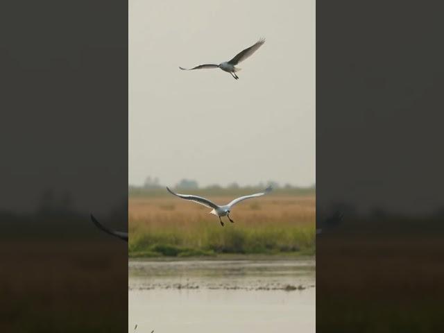 Nature's Tranquil Marshlands: A Calming Expedition