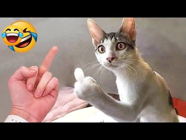 Funniest 2024Cats and  Cucumbers - Awesome Funny Pet Videos part10