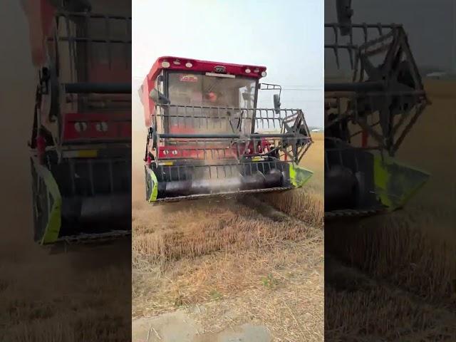 Wheat Field Getting Owned by This Beast! #farming