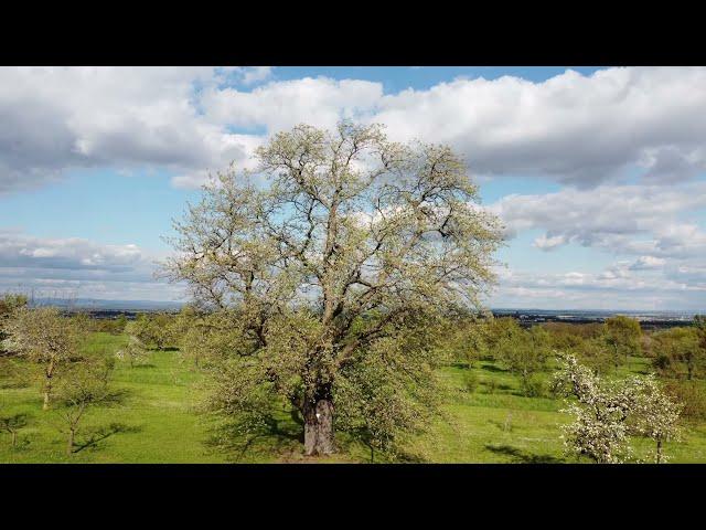 Der "Dicke" von Ockstadt, Deutschlands größter Speierlingbaum