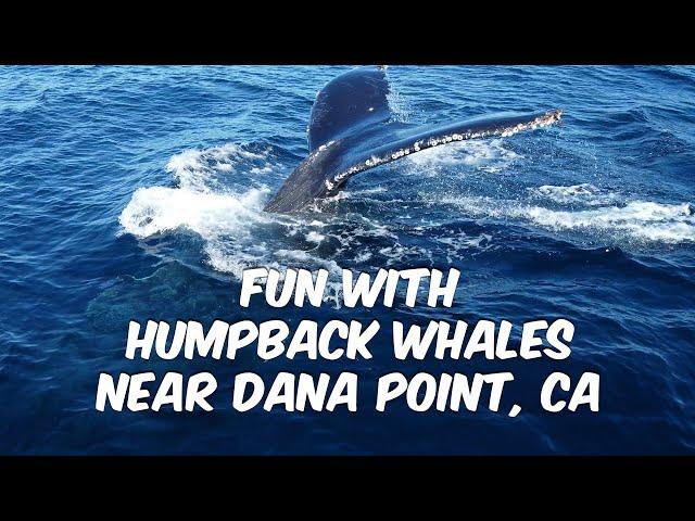 Fun With Humpback Whales During Dana Point Whale Watching Cruise 