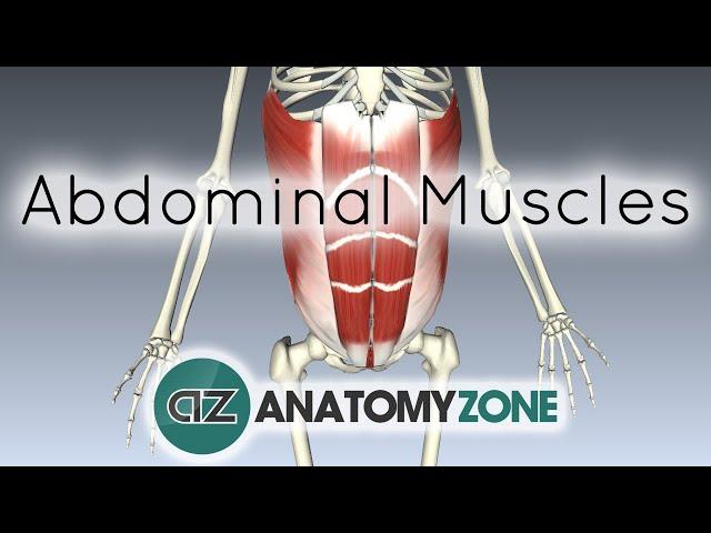 Muscles of the Anterior Abdominal Wall - 3D Anatomy Tutorial