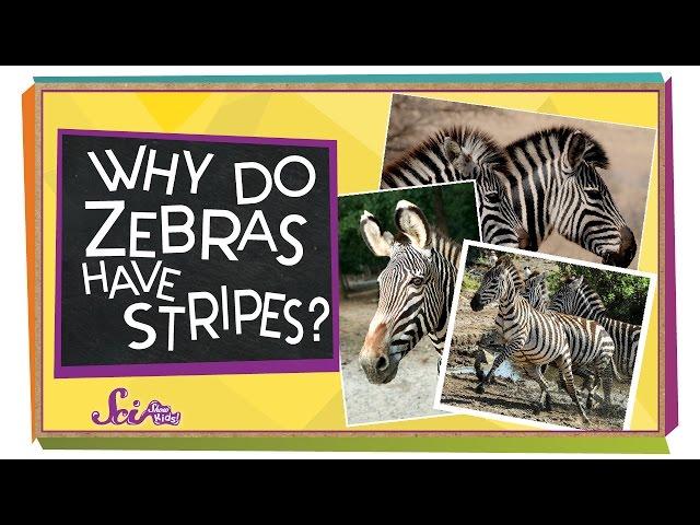 Why Do Zebras Have Stripes? | Animal Science for Kids