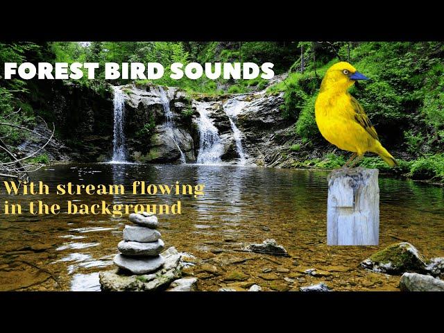 4k Forest BIRD SOUNDS - 1 HOUR BIRDS singing in the forest, rain forest bird sounds.