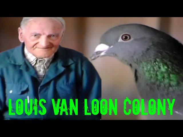 Too Strong, dominant and  Superior’ for the Competitors - The LOUIS VAN LOON Colony