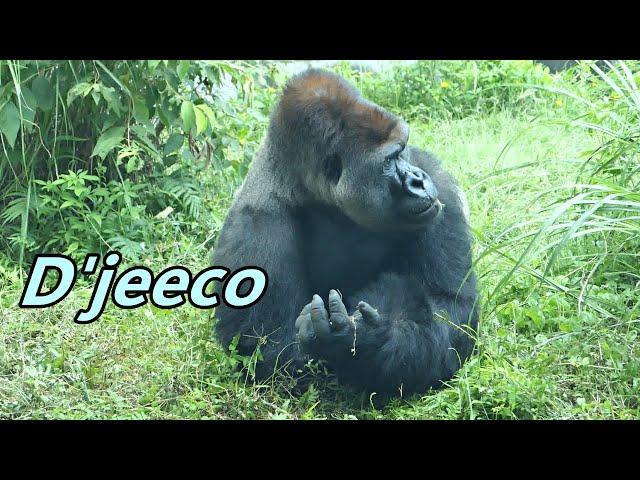 Gorilla D'jeeco's daily life / 大猩猩迪亞哥的日常生活