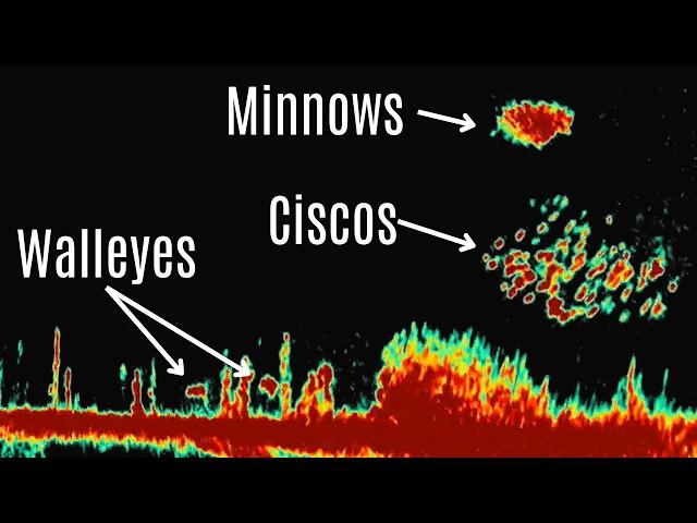 Mastering LiveScope: A Complete Guide to Reading Your Sonar