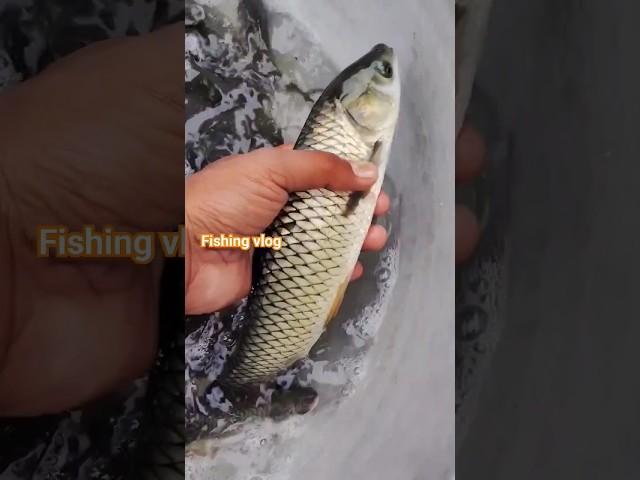 Many Fish To One Big Fish  #fish #viral #fishingvlog #shortsfeed #treadingvideo