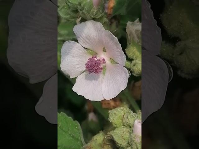 Die Blüten im Garten