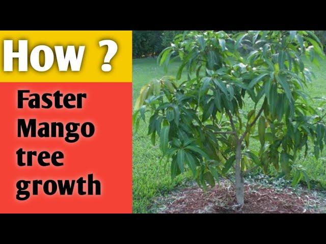 आम के पेड़ को जल्दी बड़ा कैसे करे | How to grow fast mango tree