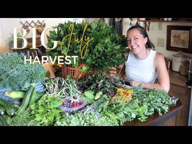 BIG July 2024 Garden HAUL! HARVEST With Me!  Zone 6B Pennsylvania