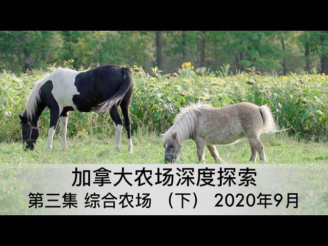 加拿大农场探索3 综合农场(下) 2020年9月