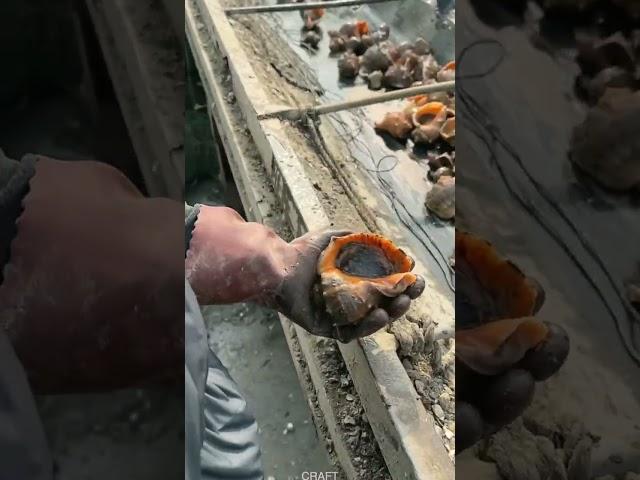 Conch shell salvage technology #craft #shorts #tools