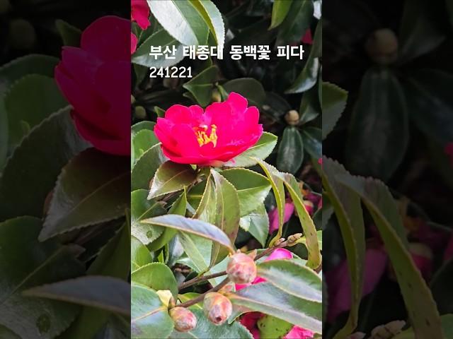 부산 태종대 동백꽃피다 241221 #동백꽃  #겨울에피는꽃 #동백꽃피는시기