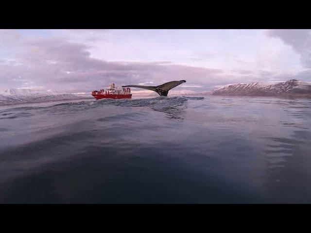 Whale Watching Akureyri