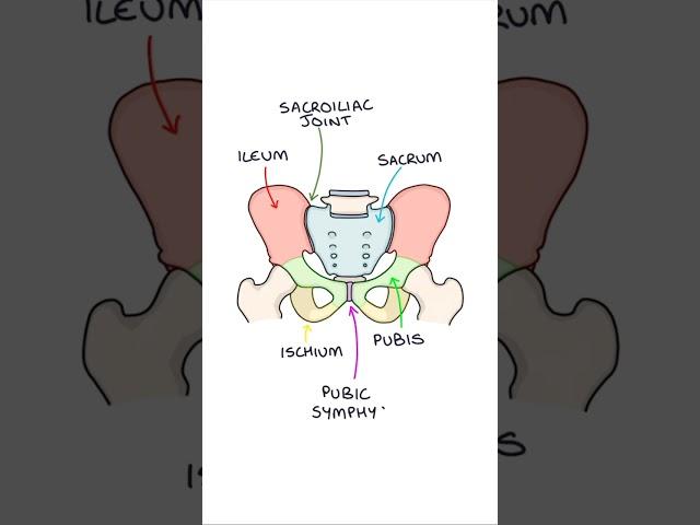 Basic Pelvic Bone Anatomy #medicine #medicalstudent #anatomy #orthopaedics #biology