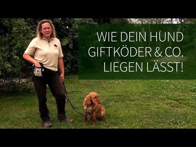 Hundetraining ► Anti Giftköder Training ► Wie Dein Hund Giftköder & Co. liegen lässt!