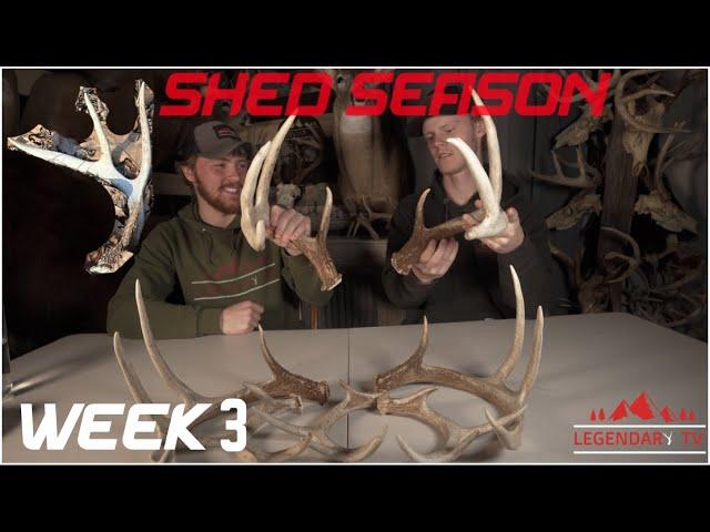 3 Matched sets! Other side to Big 6 - Shed Season - Week 3