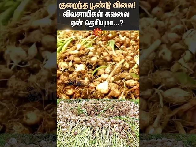 Kodaikanal | Garlic Price | Farmers Demand | TN Govt | Agriculture Dept | Sun News