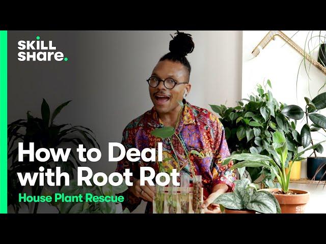 Root Rot Rescue: Save Overwatered House Plants