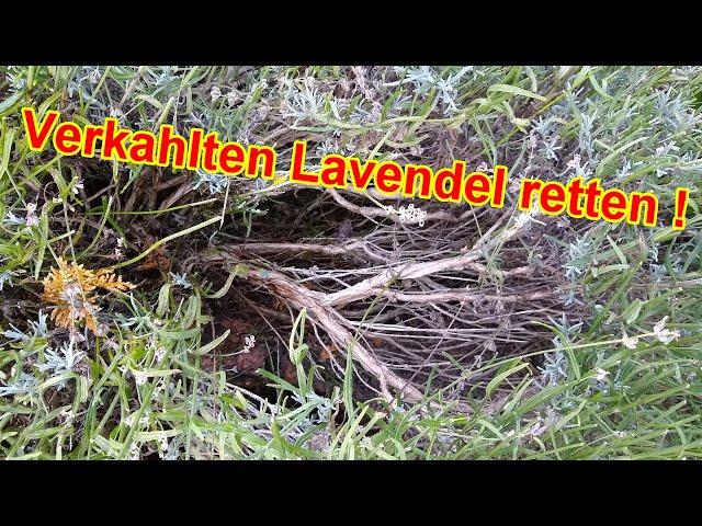 Lavendel verkahlt, verholzt & fällt auseinander was tun - Verkahlten Lavendel retten & verjüngen