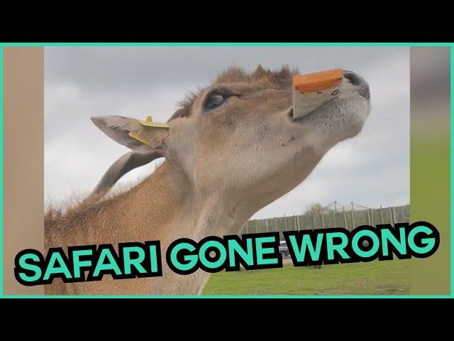 When Safaris Go Wrong  #compilation | CATERS CLIPS