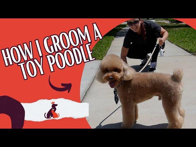 HOW I GROOM A TOY POODLE