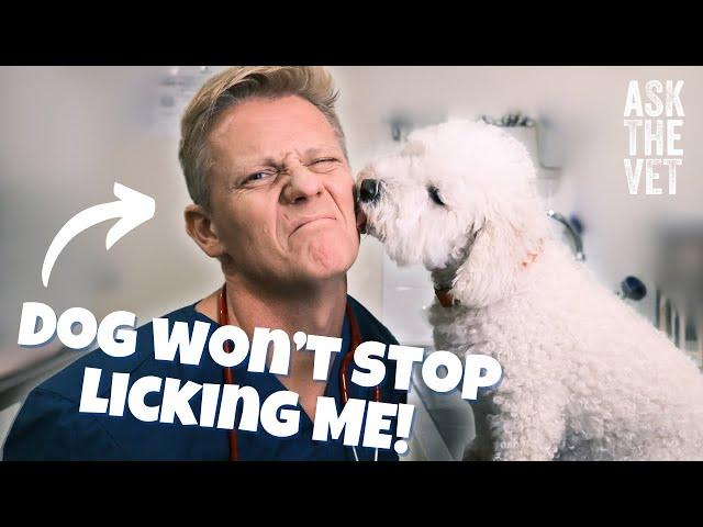 My dog is excessively licking me! Help | ASK THE VET with Dr Scott Miller