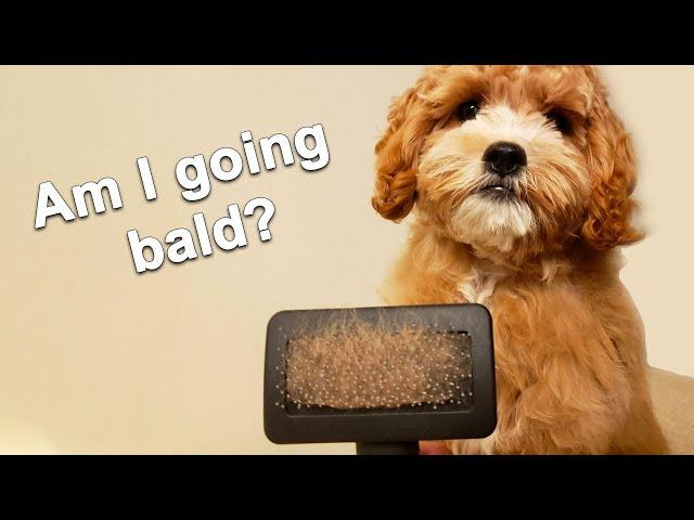 How Much Do Cavoodle Dogs Shed? - Dogs That Don't Shed