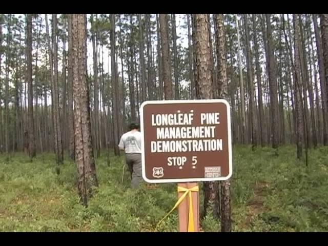 Farm 40: Longleaf Pine Management for the Private Landowner