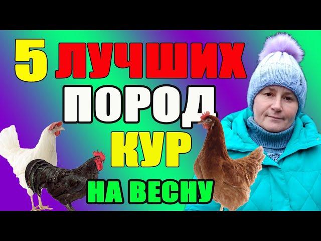 5 лучших пород кур для вашего хозяйства. Какую породу выбрать?