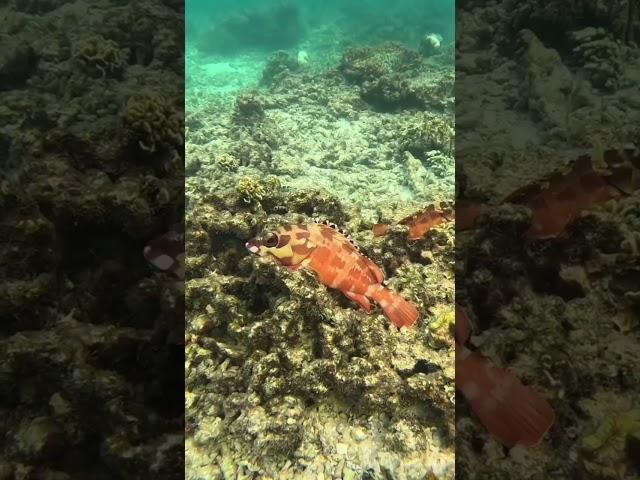 Diving and snorkeling on Koh Tao, Thailand. Grouper's camouflage 