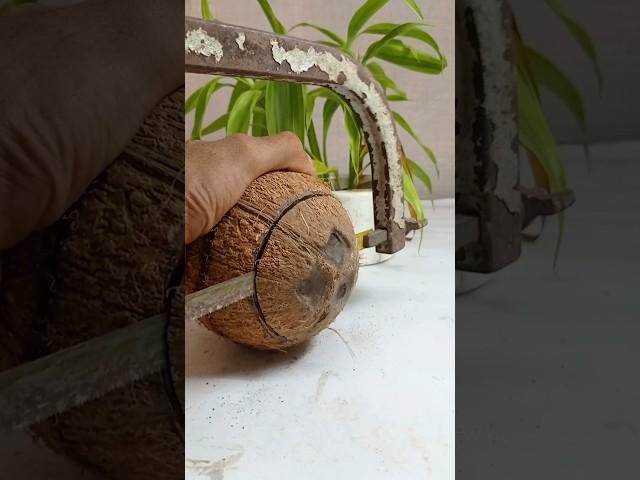 how to make coconut shell hanging plant Pot || #Shortsfeed #diy #youtubeshorts #shorts