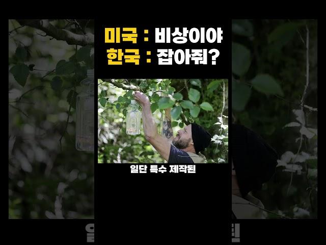 천조국도 떨게 만든 장수말벌 우리나라 토종 클라스