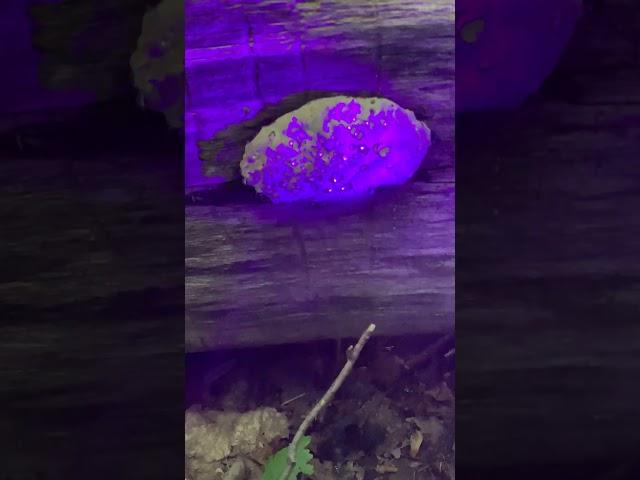 A bracket #fungi on the  grow #fungus (under UV light)