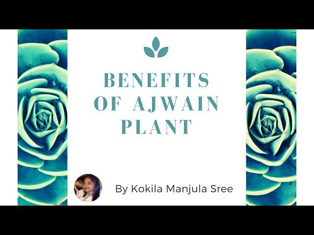 Uses of Ajwain Plant | వాము మొక్క ఉపయోగాలు | Sree Seva Foundation | Kokila Manjula Sree