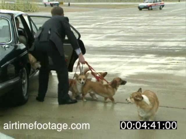 Queen with corgis at Heathrow - timecoded rushes