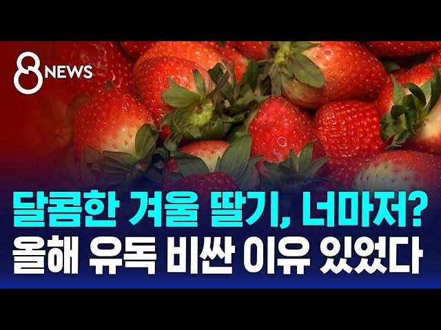 달콤한 겨울 딸기, 너마저?…올해 유독 비싼 이유 있었다 / SBS 8뉴스