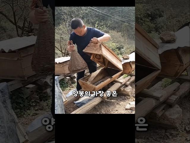 벌꿀을 이렇게 모은다고요? 양봉의 비밀 대공개!