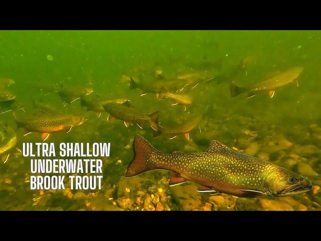 UNDERWATER Brook Trout  Footage from Algonquin Park