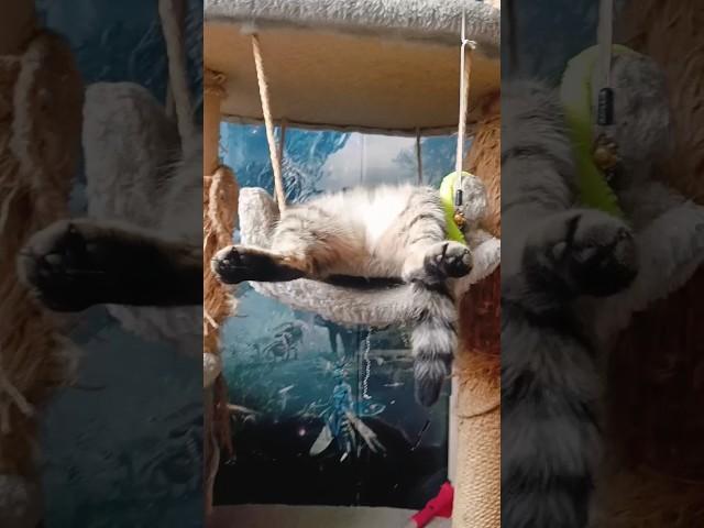 Да что это такое ?!! #котики #котята #кошка #котëнок #коты #сон #лапки #кот #котейка