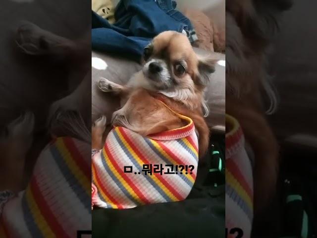 연기하는강아지