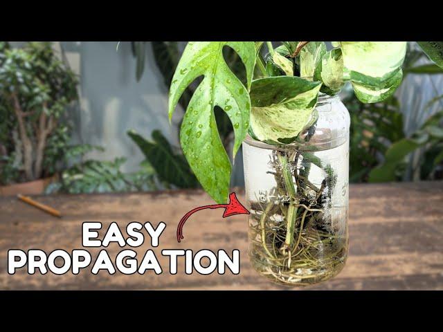 propagation for beginners MANY different methods for success