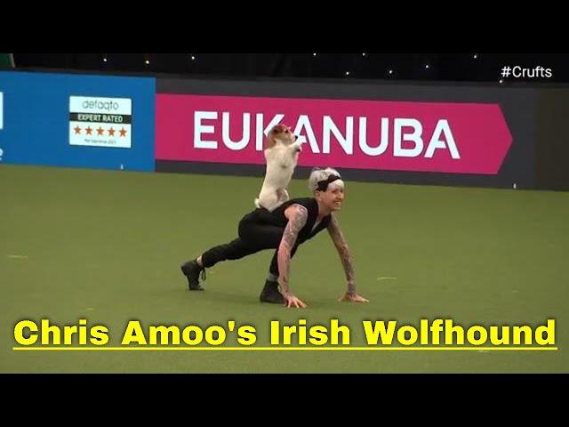 Chris Amoo's Irish Wolfhound Makes it to Best in Show Finale at Crufts