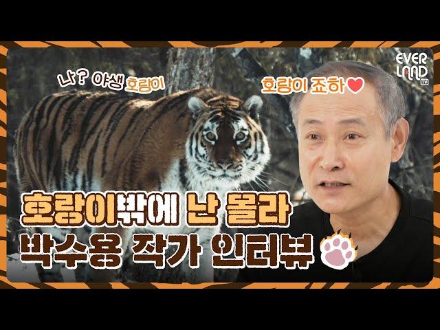 야생 호랑이와 아이컨택한 사연은..? | 에버랜드 #박수용작가 인터뷰 #호랑이보전캠페인