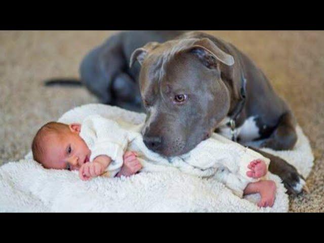 When a Pitbull Becomes a Gentle Babysitter - Cute Moments Dog and Human