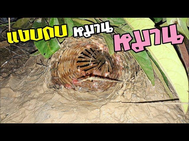 สูตรใส่แงบกบใหญ่ ทุ่งหนองไฮ หมานๆ  Amazing ! How to catch Frog !