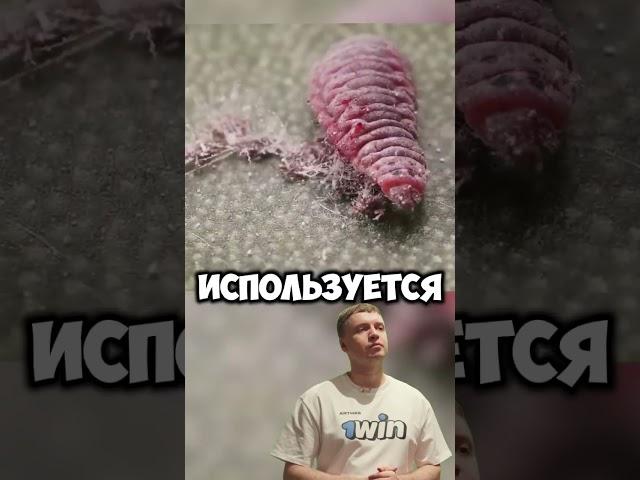 Вы всю жизнь ели это насекомое #удивительно #рек #история #факт #факты #интересное #познавательно